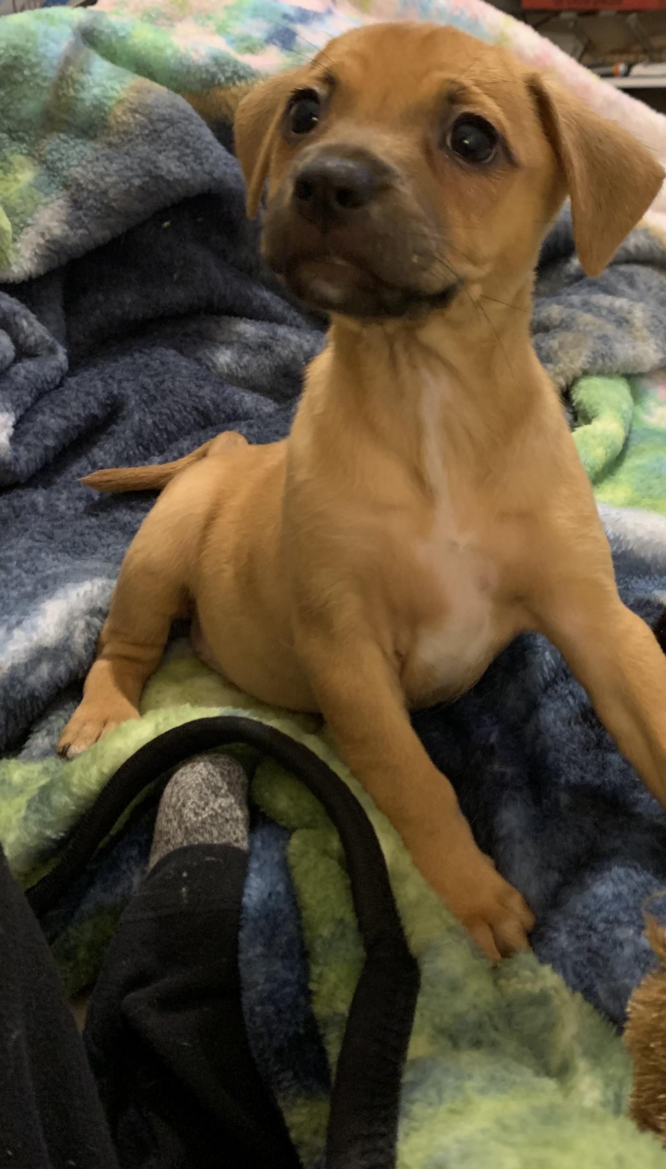 Nani, a Adopted mixed breed in Houston, TX image 1/6