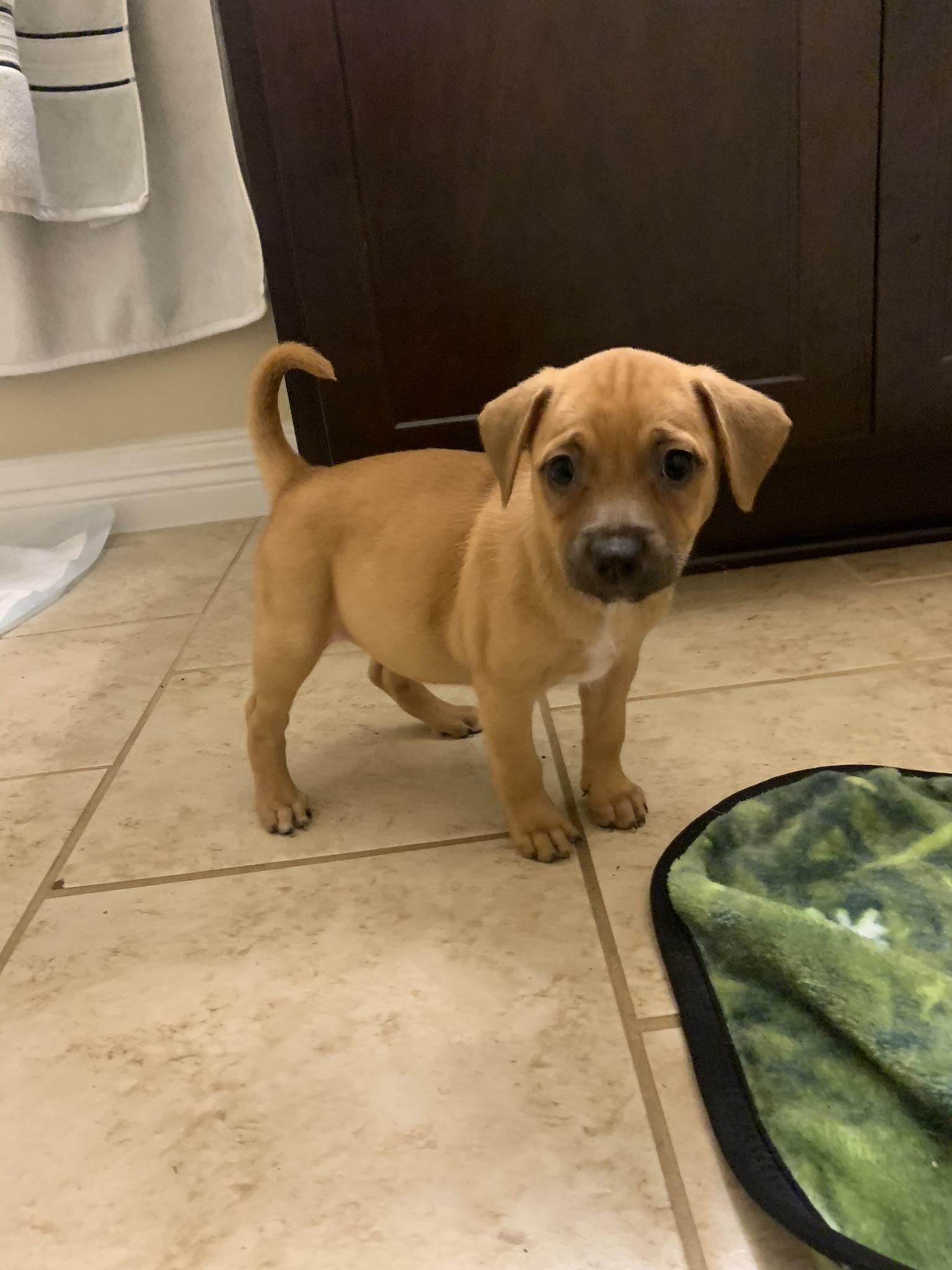 Nani, a Adopted mixed breed in Houston, TX image 2/6