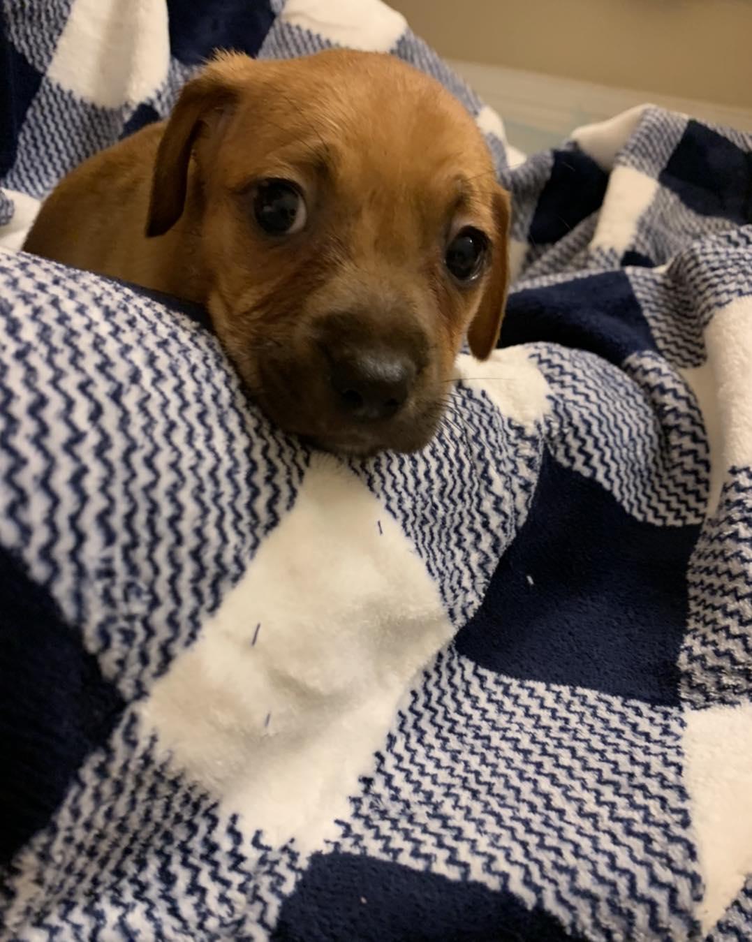 Nani, a Adopted mixed breed in Houston, TX image 3/6