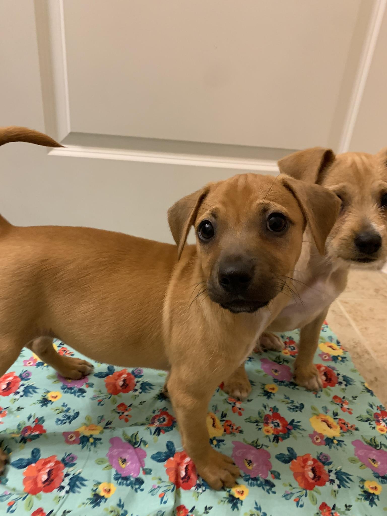 Nani, a Adopted mixed breed in Houston, TX image 4/6