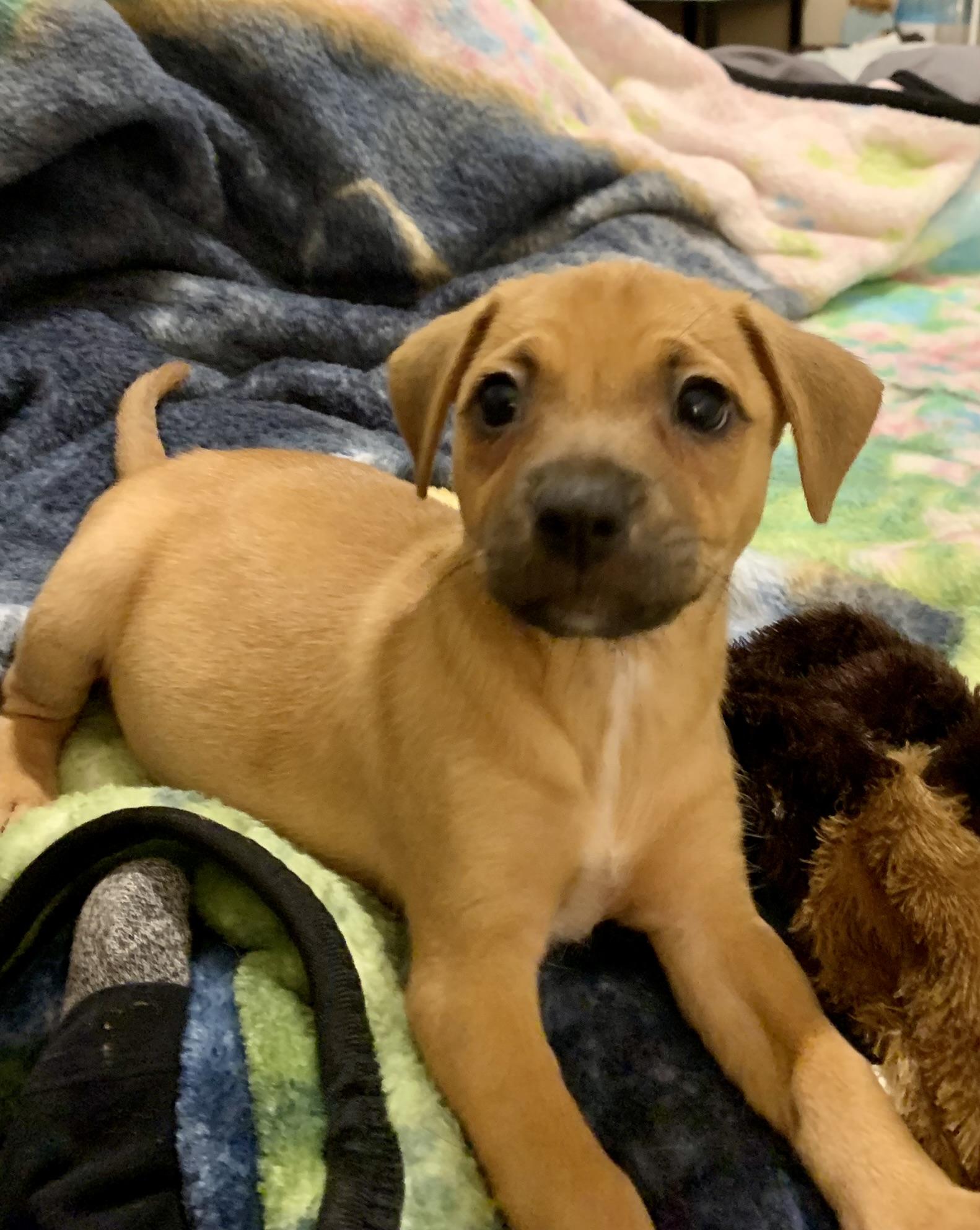 Nani, a Adopted mixed breed in Houston, TX image 5/6