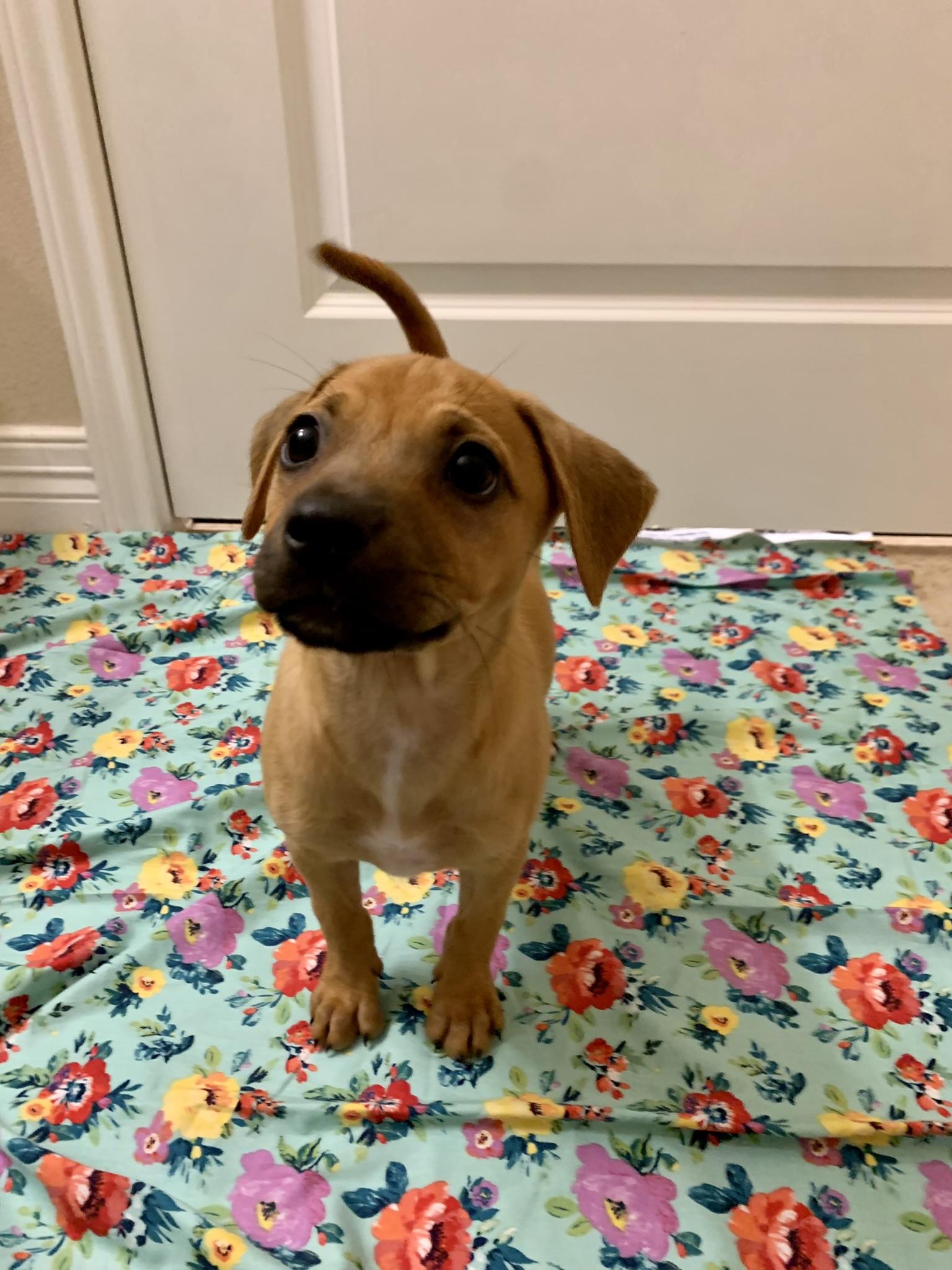 Nani, a Adopted mixed breed in Houston, TX image 6/6