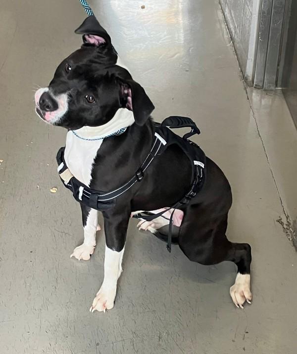 Molly, a Adoptable mixed breed in Staten Island, NY image 2/2