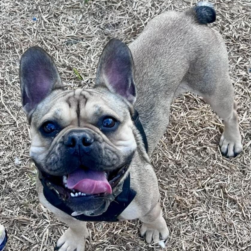 Enlarge Asher the handsome Frenchie, a Adoptable French Bulldog in Lockhart, TX image 6/6