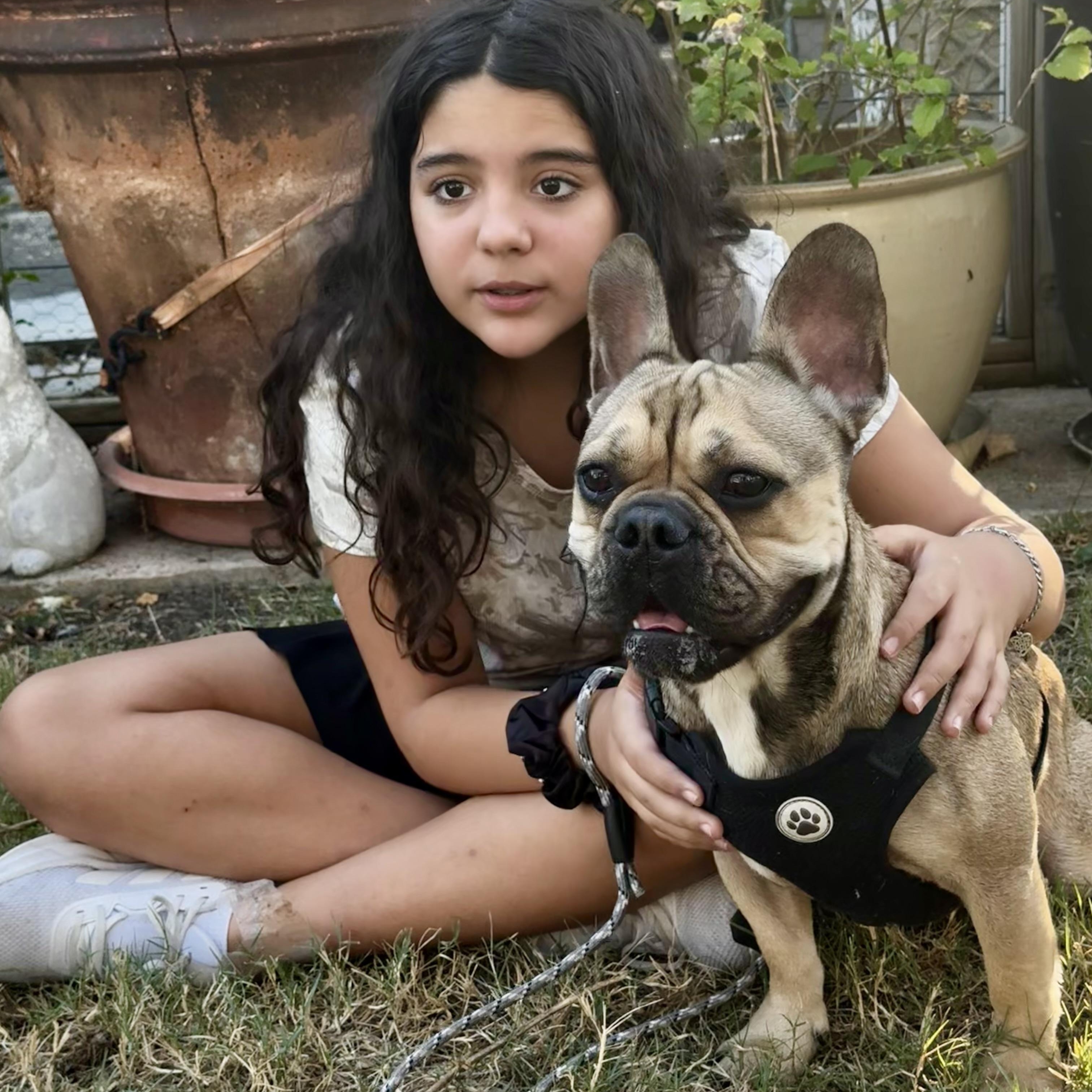 Enlarge Asher the handsome Frenchie, a Adoptable French Bulldog in Lockhart, TX image 4/6