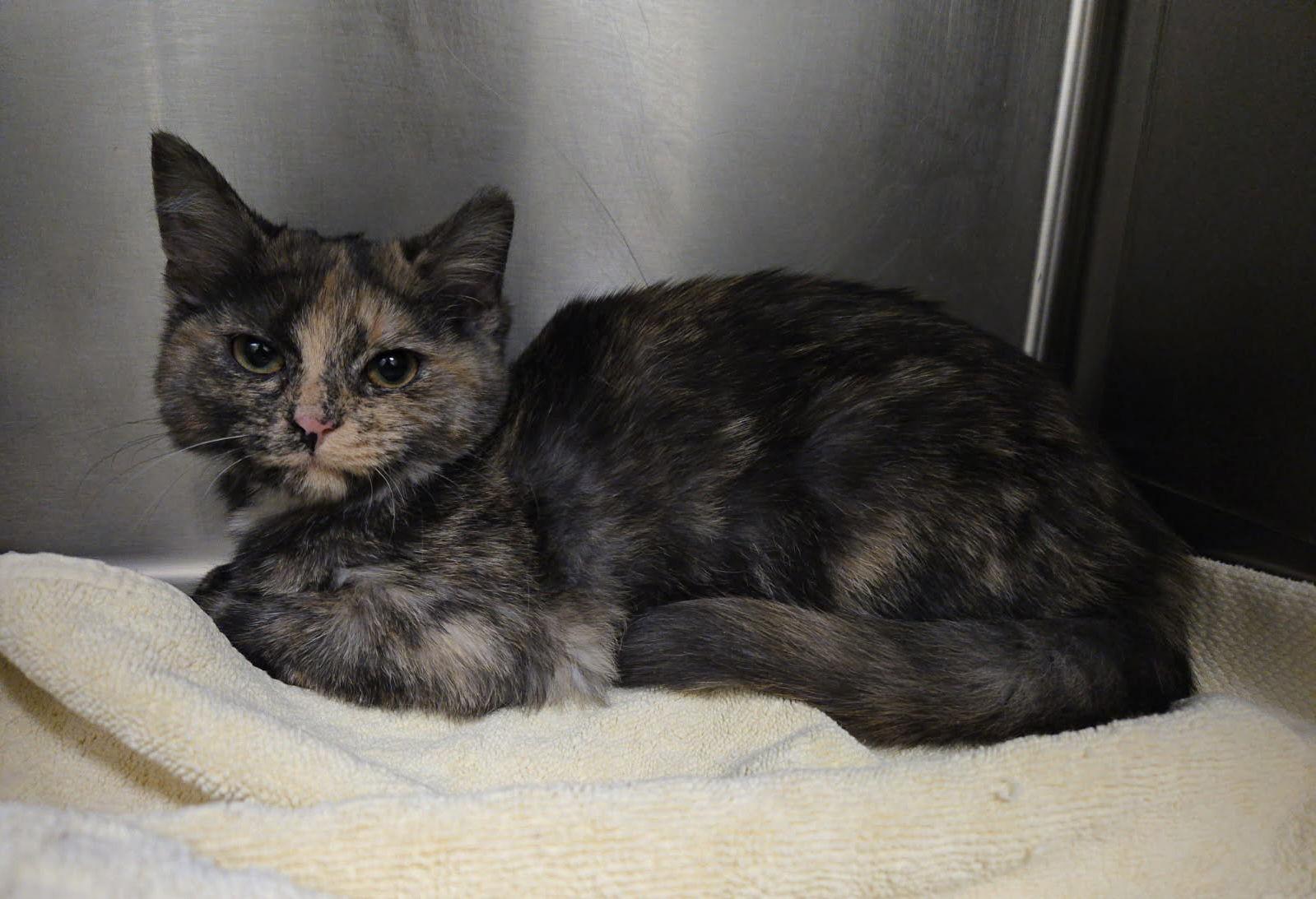 Enlarge Flannery, a Adopted Tortoiseshell in Georgetown, KY image 1/2