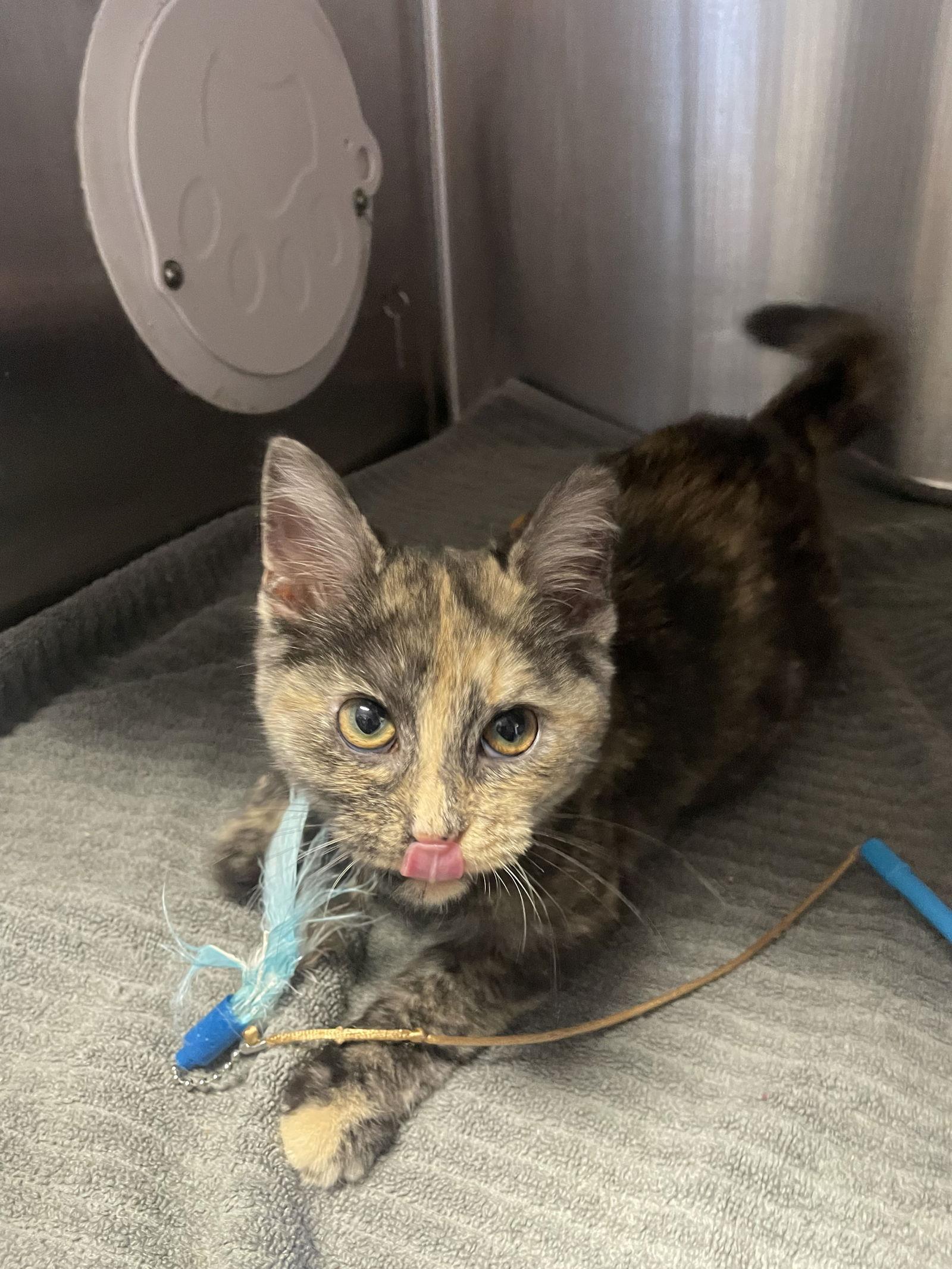 Enlarge Flannery, a Adopted Tortoiseshell in Georgetown, KY image 2/2