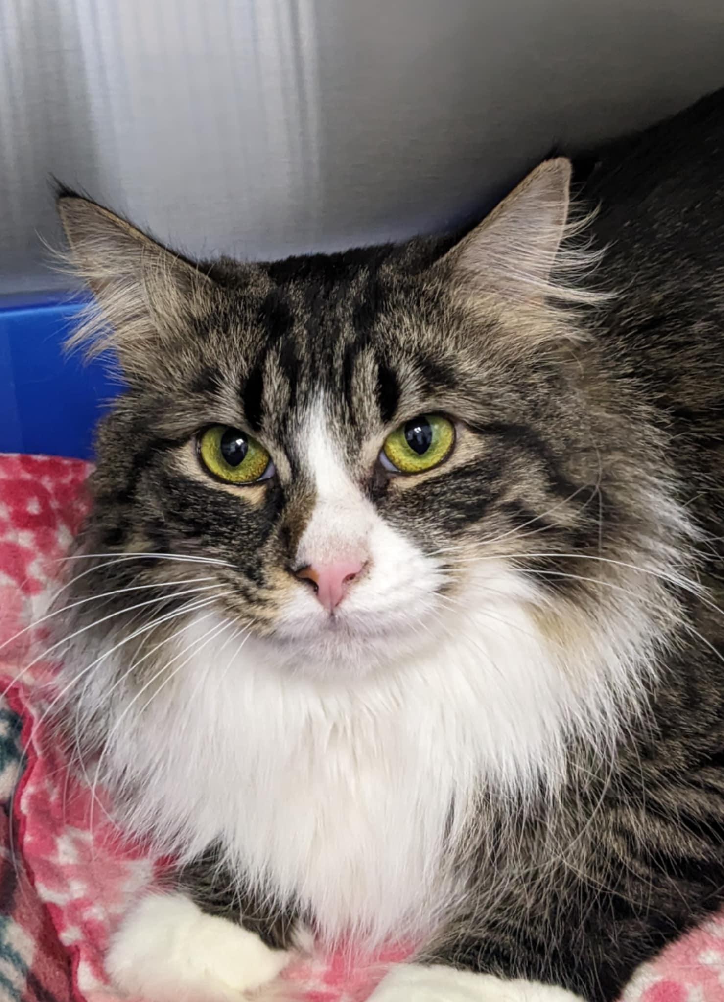 Piper, an adoptable Domestic Medium Hair in Medford, OR, 97501 | Photo Image 1