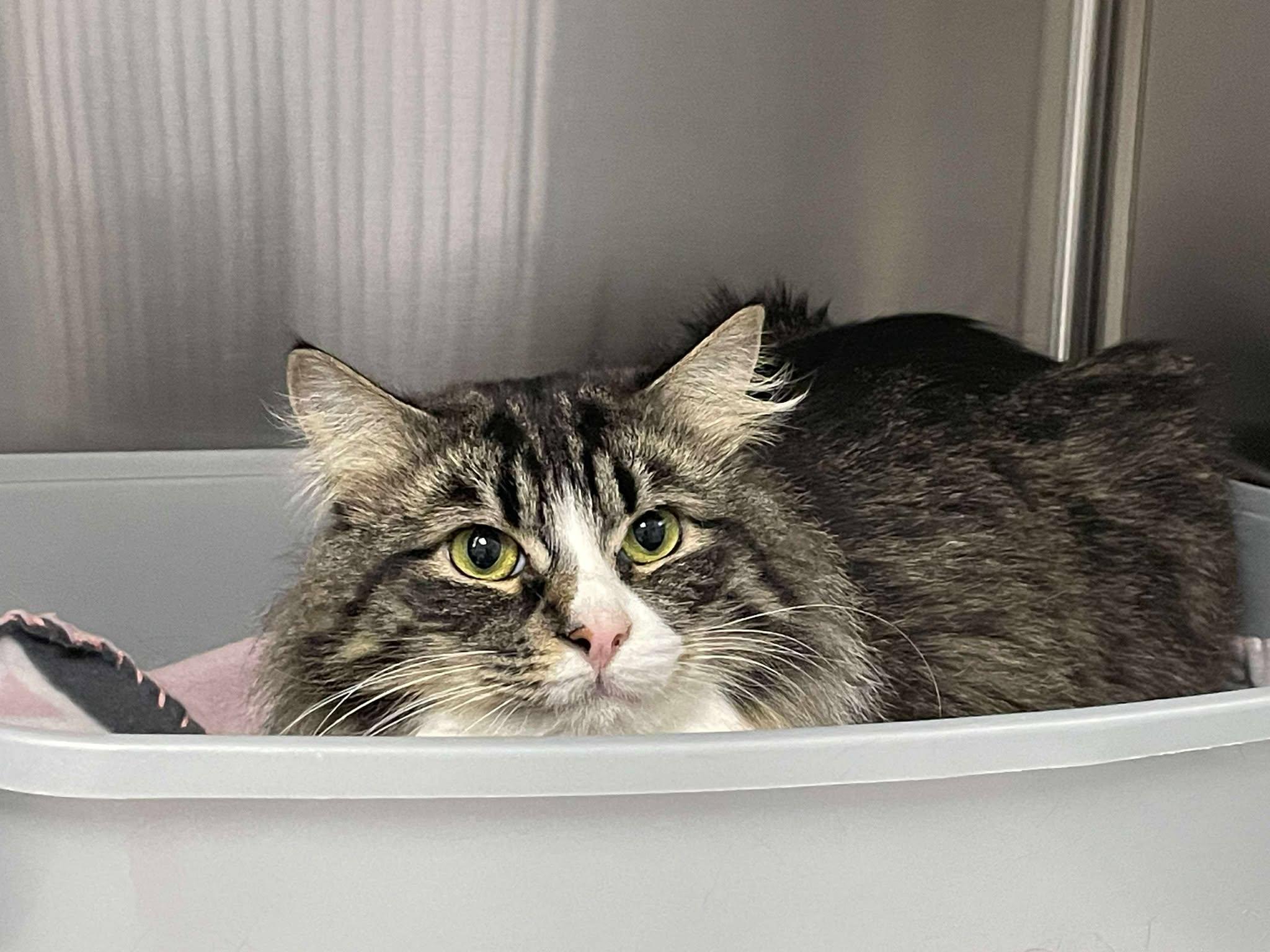 Piper, an adoptable Domestic Medium Hair in Medford, OR, 97501 | Photo Image 2