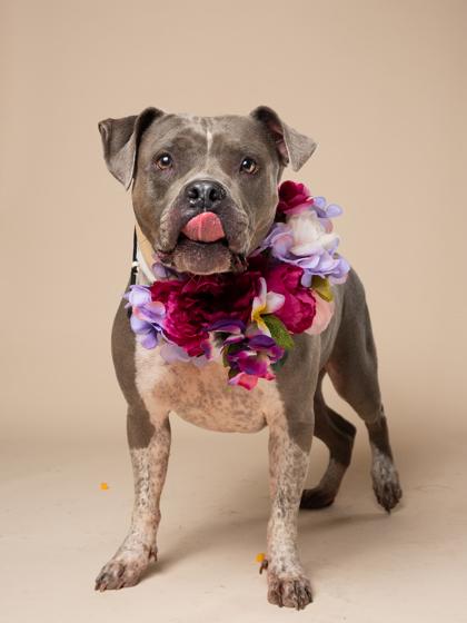 PRINCESS, Adoptable, Adult Female Pit Bull Terrier & Mixed Breed.