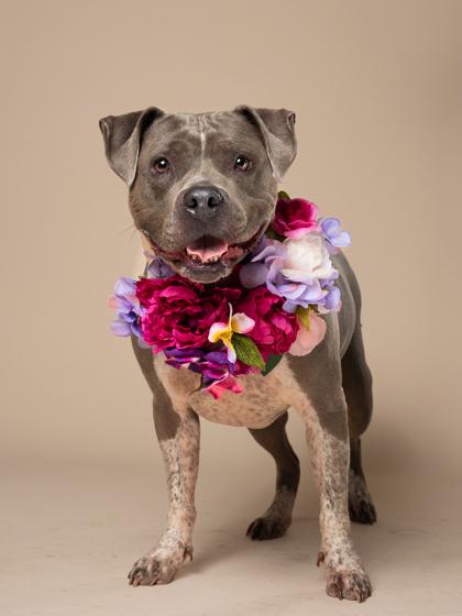 Enlarge PRINCESS, a Adoptable mixed breed in Atlanta, GA image 2/3