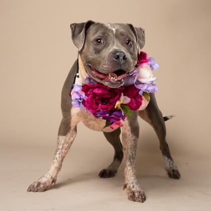Enlarge PRINCESS, a Adoptable mixed breed in Atlanta, GA image 3/3