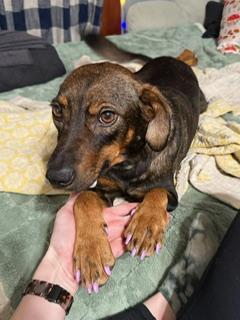 Enlarge Buster, a ADOPTABLE mixed breed in Anniston, AL image 2/2