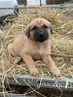 Buster, ADOPTABLE, Puppy Male Hound.