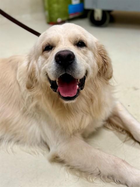 Casper (53662), adopted, Adult Male Golden Retriever.