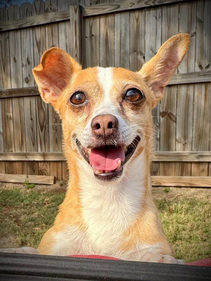 Enlarge Billy, a Adoptable mixed breed in Lawrenceville, GA image 1/6