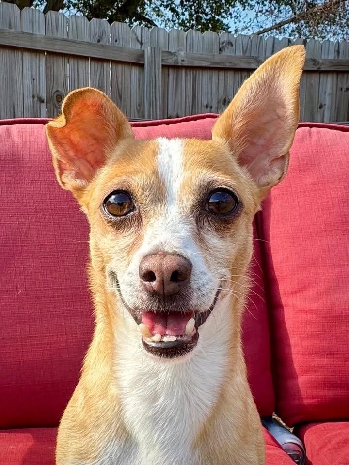 Enlarge Billy, a Adoptable mixed breed in Lawrenceville, GA image 5/6