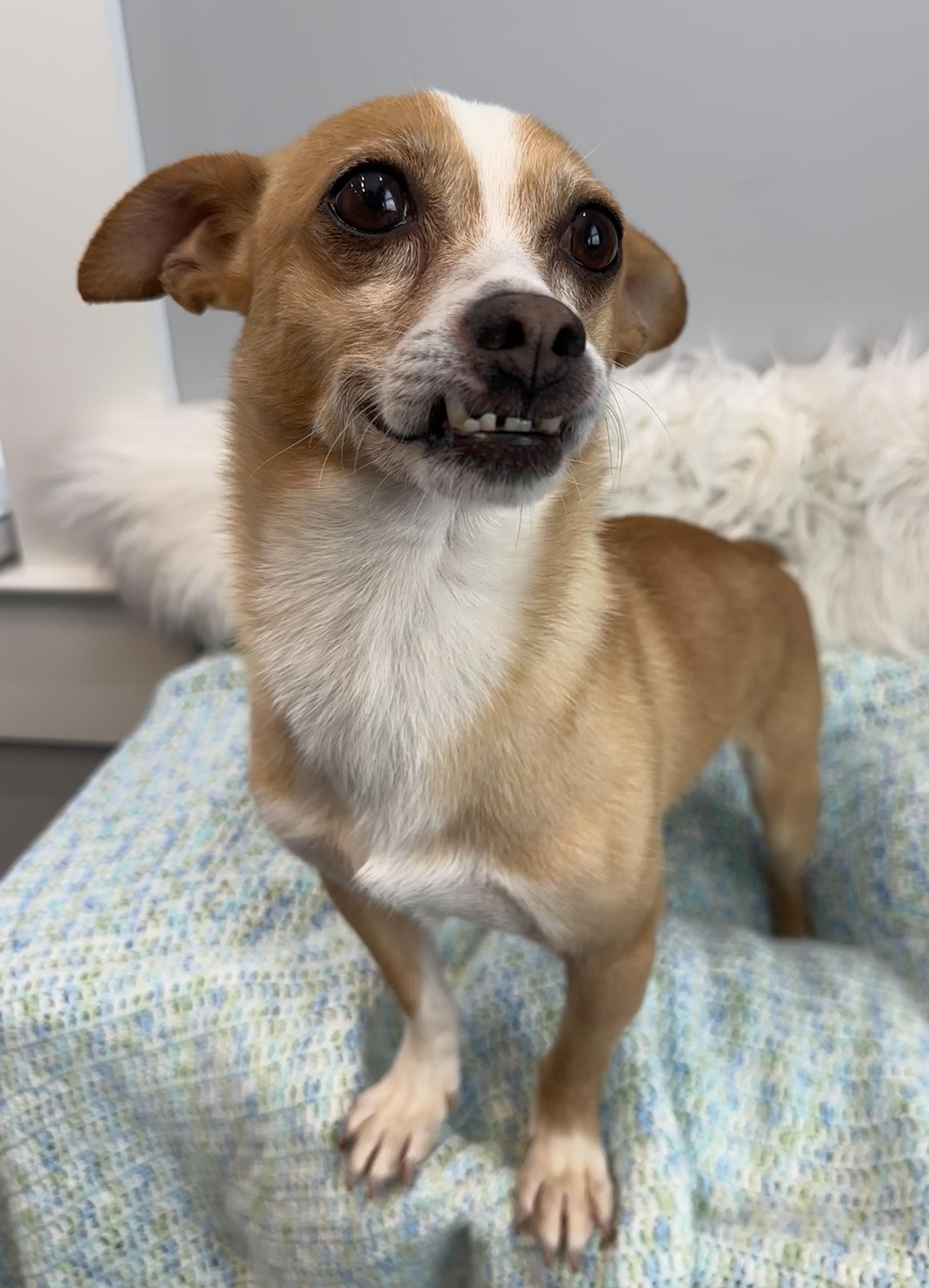 Enlarge Billy, a Adoptable mixed breed in Lawrenceville, GA image 6/6