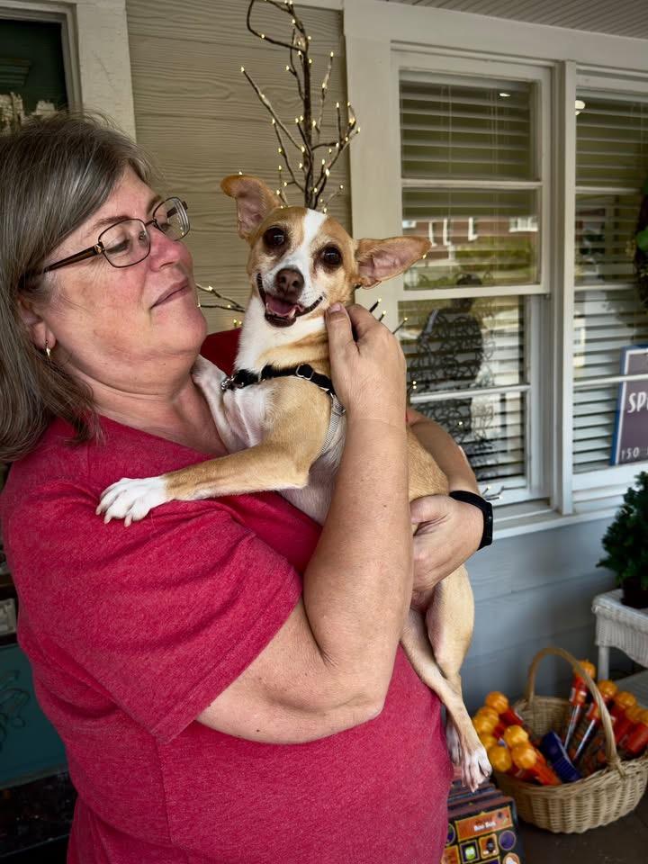 Enlarge Billy, a Adoptable mixed breed in Lawrenceville, GA image 2/6