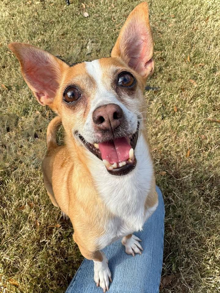Enlarge Billy, a Adoptable mixed breed in Lawrenceville, GA image 4/6