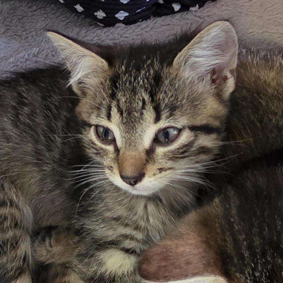 Enlarge speedway, a Adoptable Domestic Short Hair in Camden, DE image 1/2