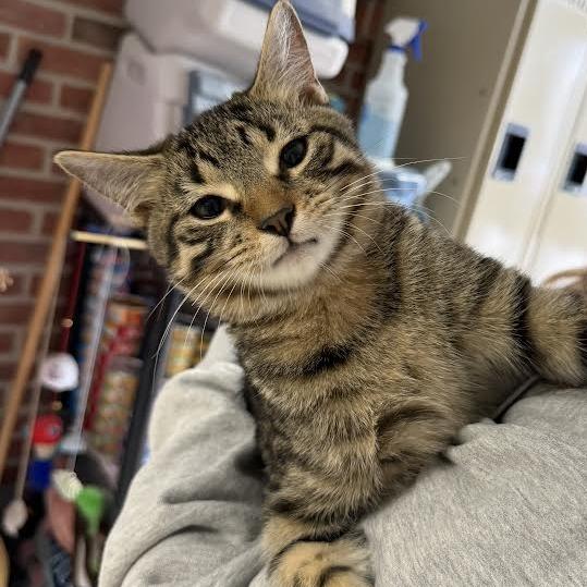 Enlarge speedway, a Adoptable Domestic Short Hair in Camden, DE image 2/2