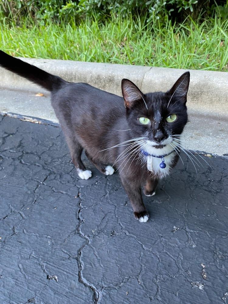 Bonnie Blue thumbnail 3