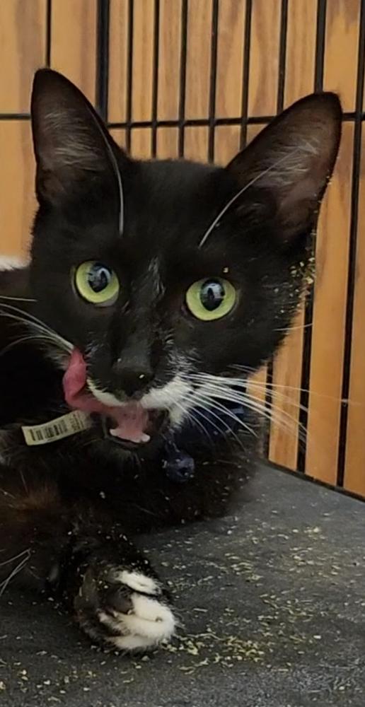 Bonnie Blue thumbnail 4