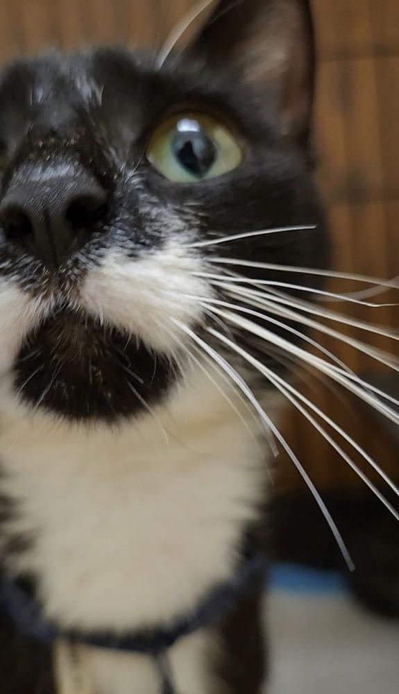 Bonnie Blue thumbnail 5