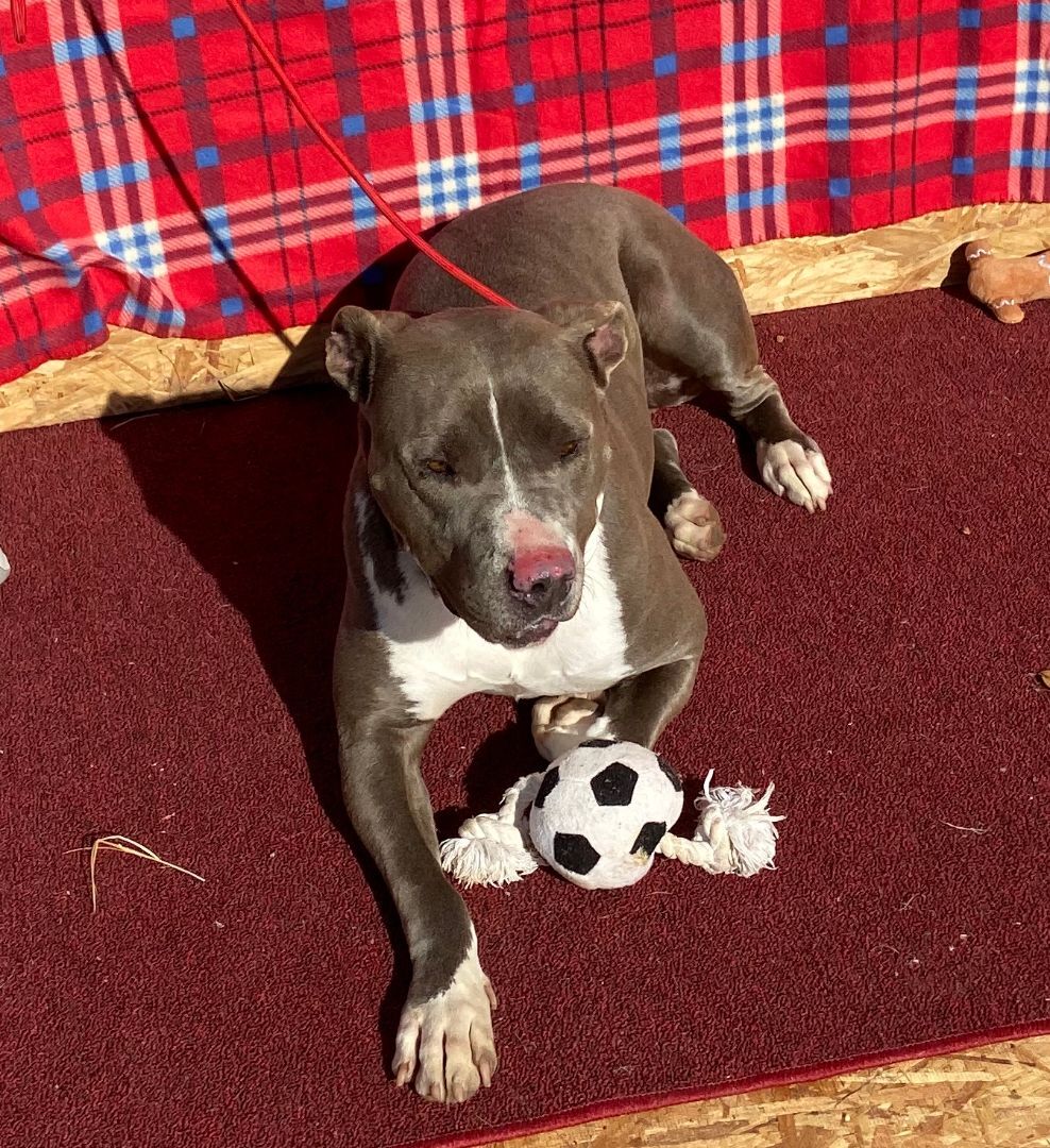 Forrest, Adopted, Senior Male American Staffordshire Terrier.