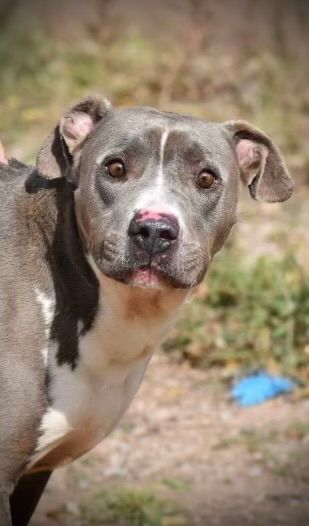 Enlarge Forrest, a Adopted American Staffordshire Terrier in Hagerman, NM image 2/12
