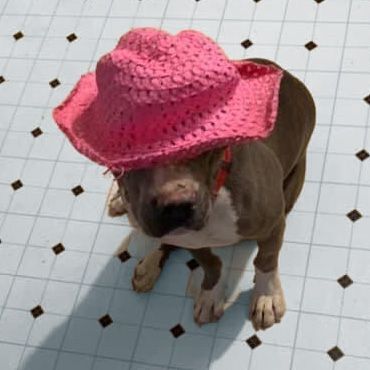 Enlarge Forrest, a Adopted American Staffordshire Terrier in Hagerman, NM image 3/12