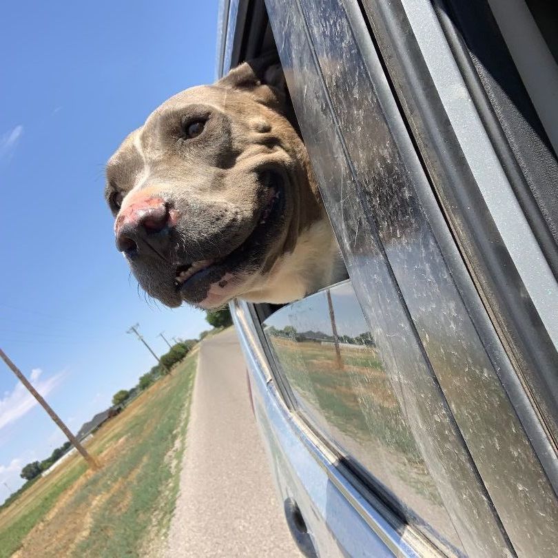 Enlarge Forrest, a Adopted American Staffordshire Terrier in Hagerman, NM image 4/12