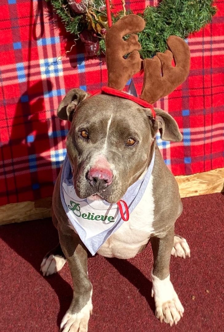 Enlarge Forrest, a Adopted American Staffordshire Terrier in Hagerman, NM image 5/12