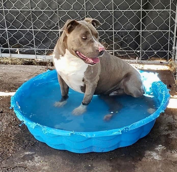 Enlarge Forrest, a Adopted American Staffordshire Terrier in Hagerman, NM image 6/12