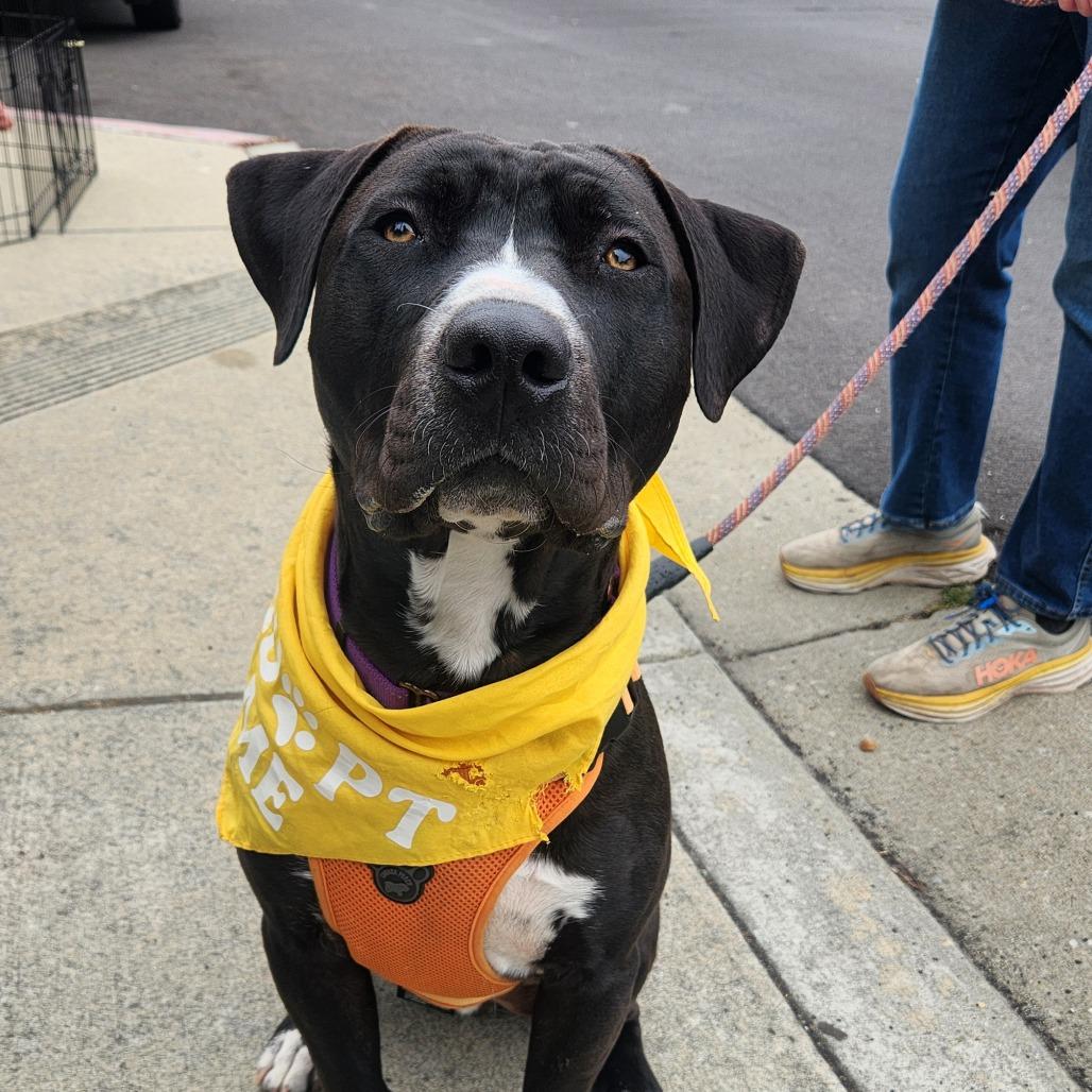 Rufus Traveler, Adoptable, Adult Male American Staffordshire Terrier.