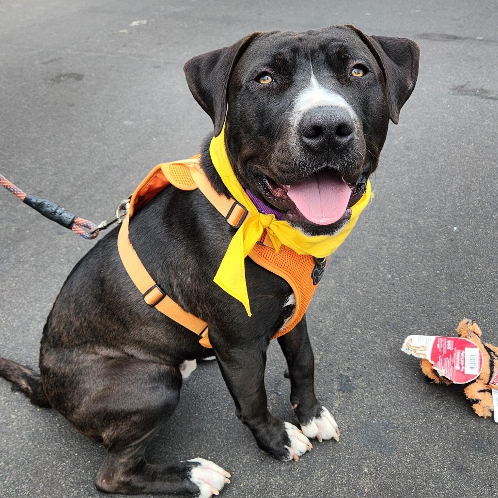 Enlarge Rufus Traveler, a Adoptable American Staffordshire Terrier in Pacifica, CA image 2/2