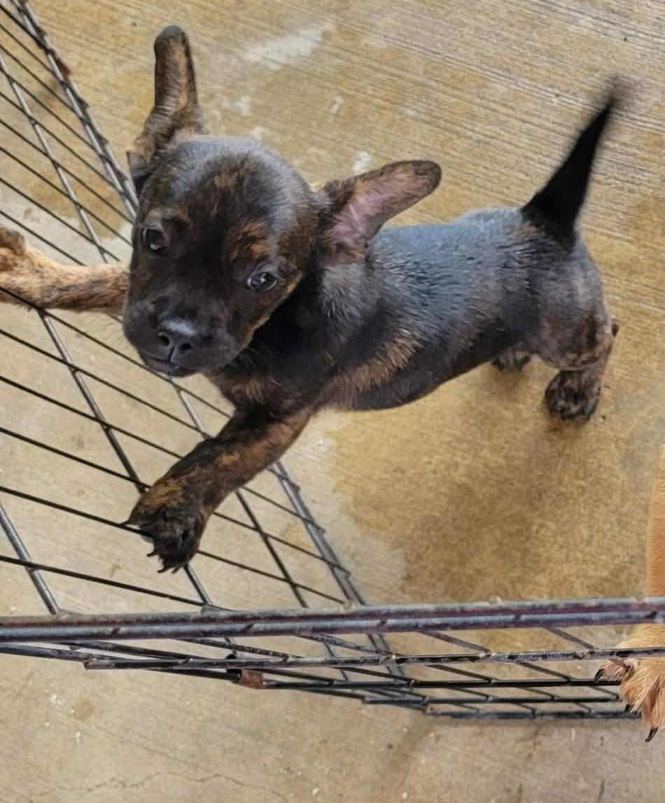 Enlarge Brent, a ADOPTABLE mixed breed in Van Alstyne, TX image 4/5