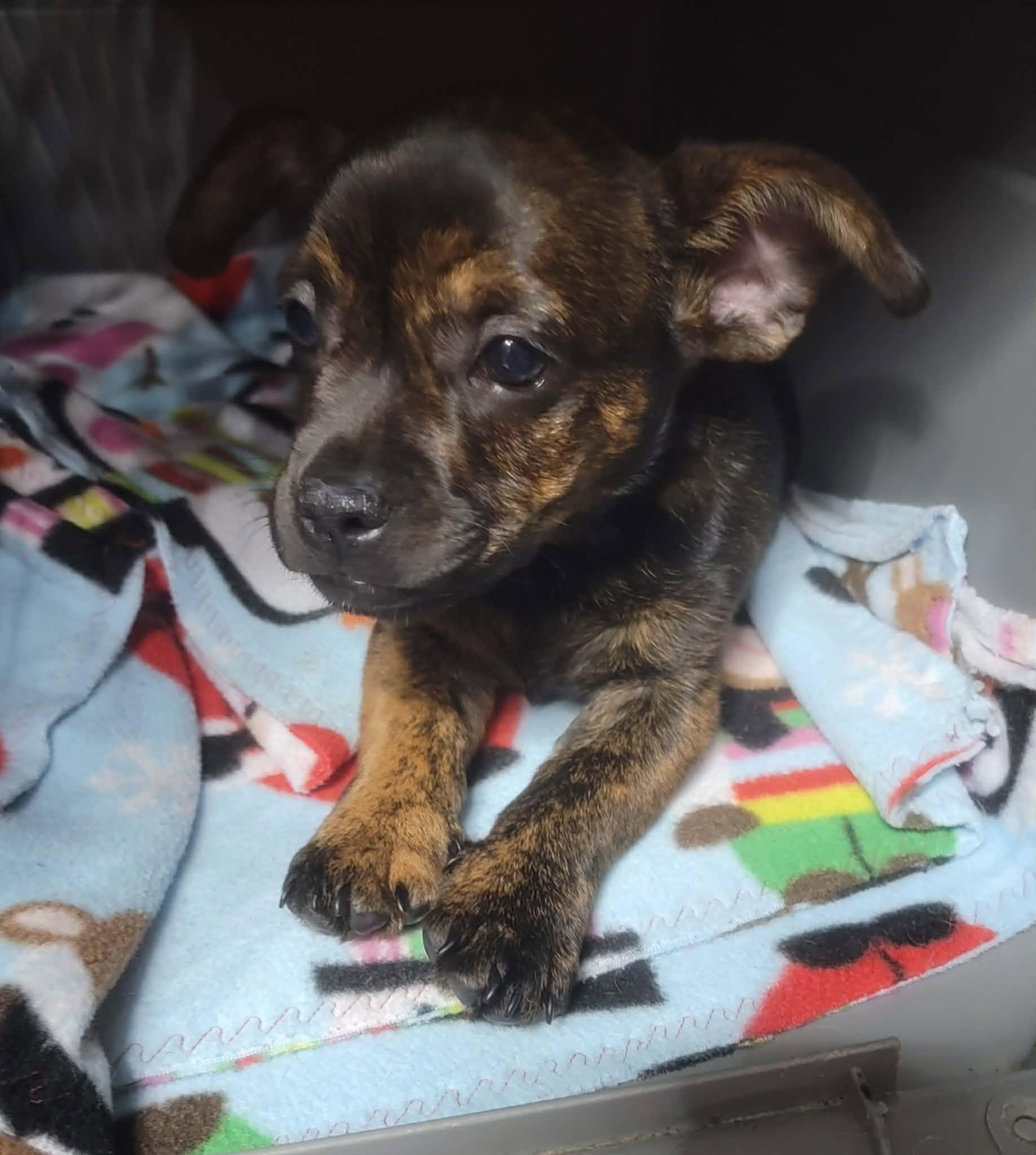 Brent, ADOPTABLE, Young Male French Bulldog & Dachshund (Miniature Long Haired).