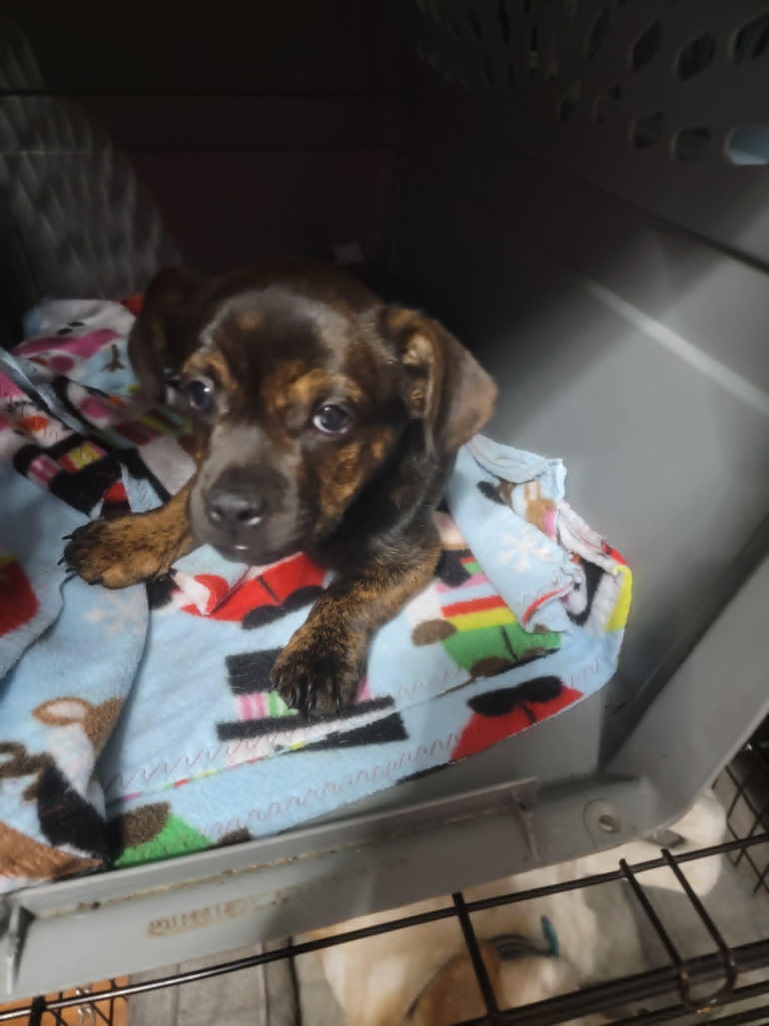 Enlarge Brent, a ADOPTABLE mixed breed in Van Alstyne, TX image 3/5