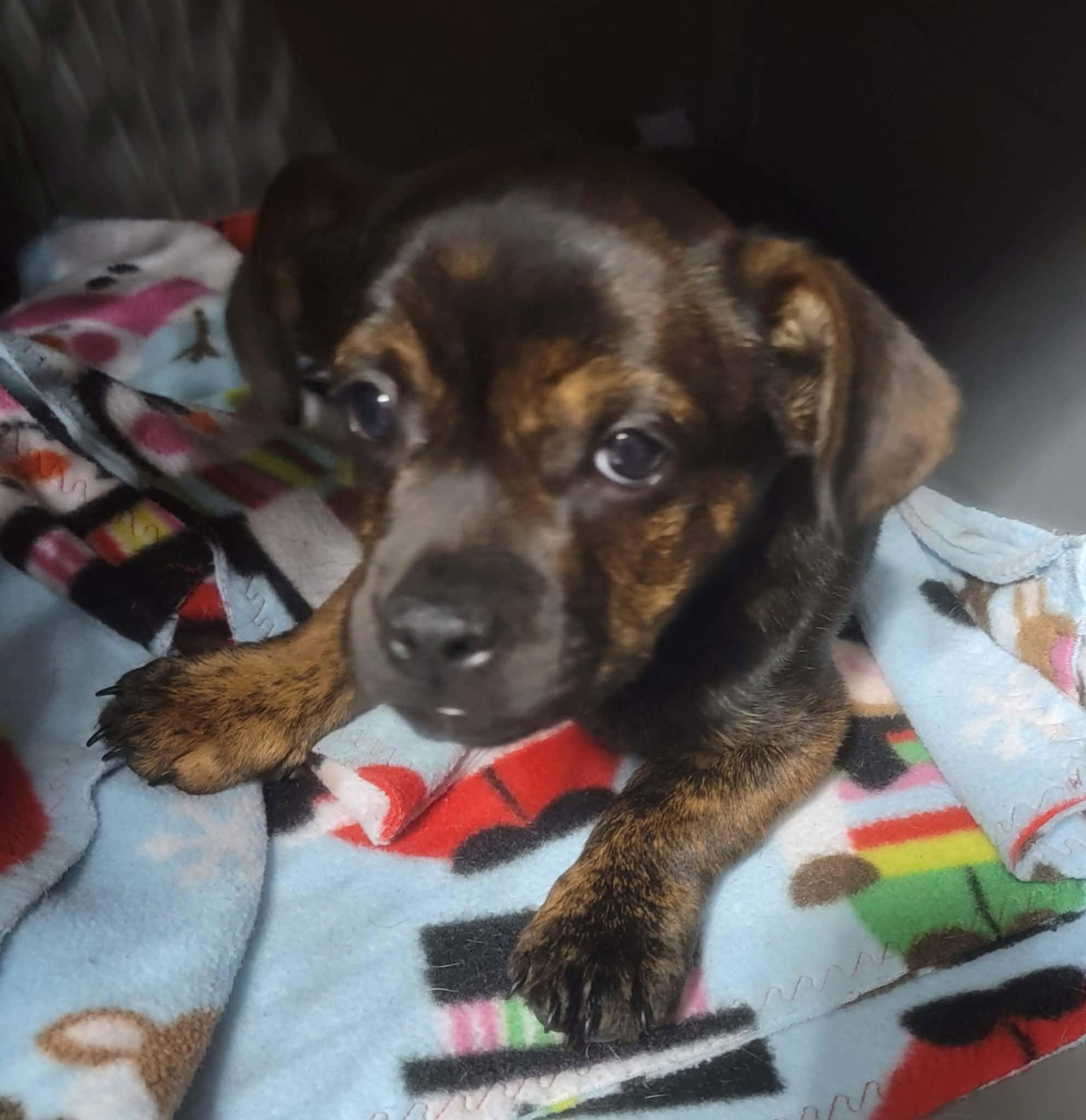 Enlarge Brent, a ADOPTABLE mixed breed in Van Alstyne, TX image 2/5