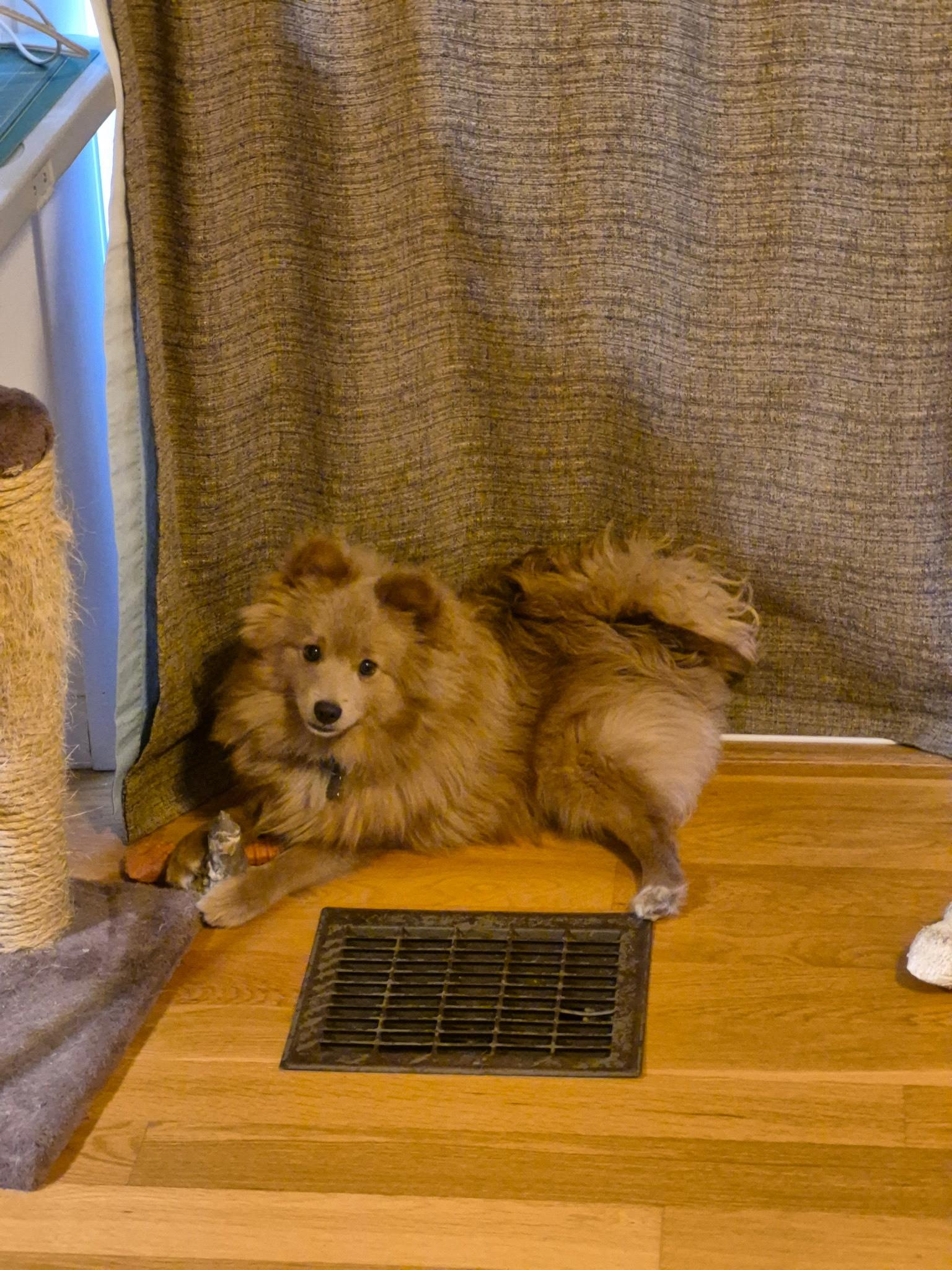 Enlarge Theo, a ADOPTABLE Pomeranian in Trumansburg, NY image 3/4