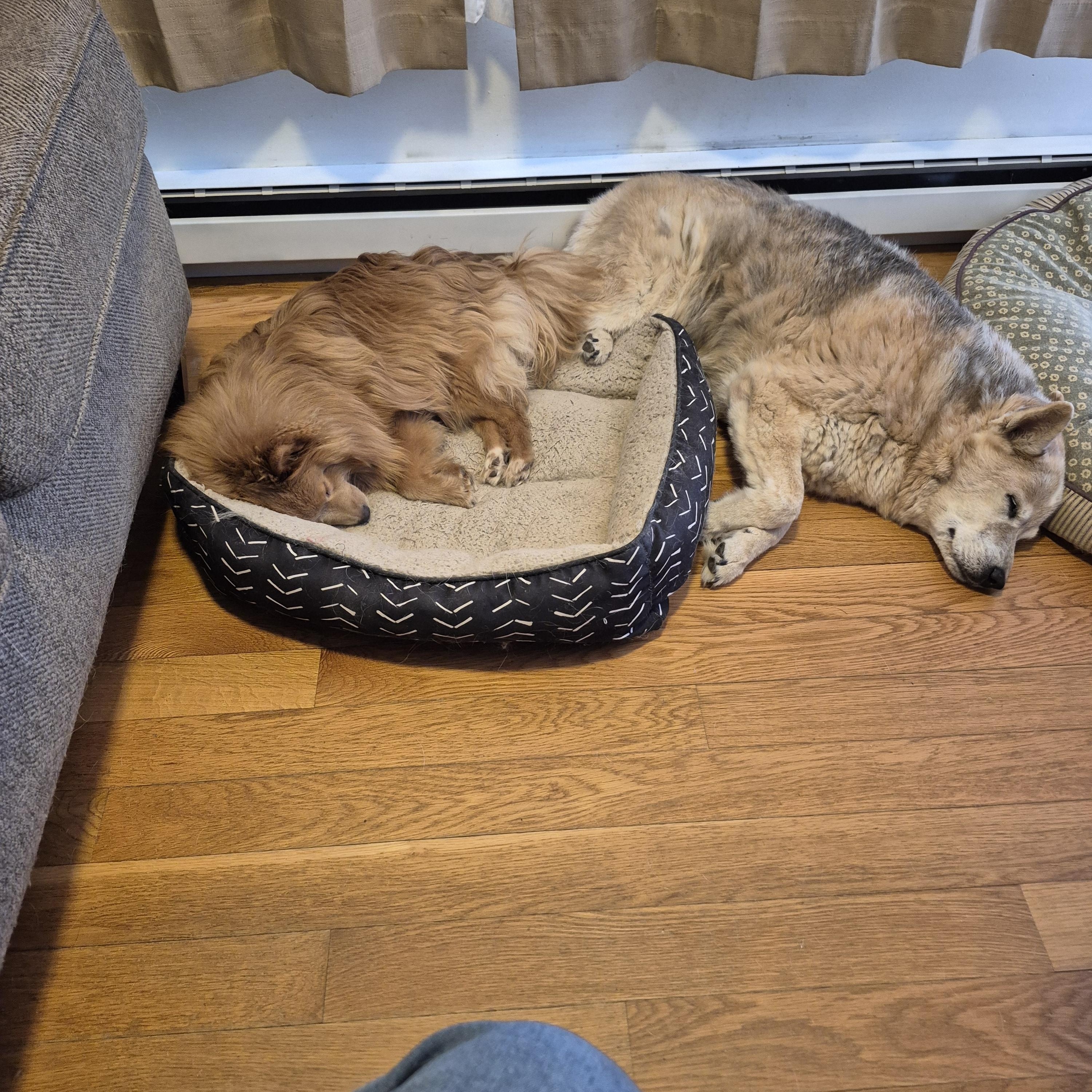 Enlarge Theo, a ADOPTABLE Pomeranian in Trumansburg, NY image 1/4