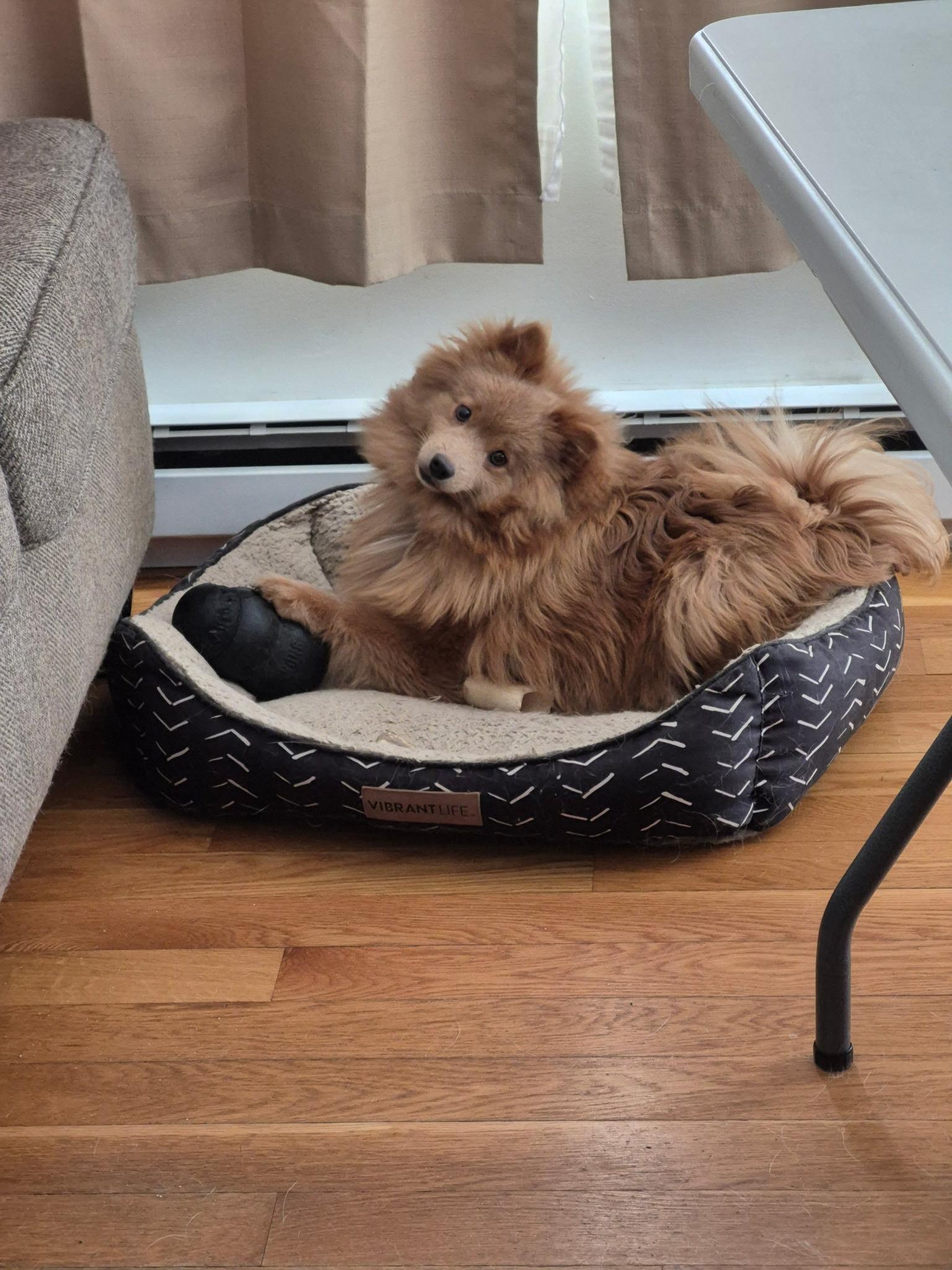 Enlarge Theo, a ADOPTABLE Pomeranian in Trumansburg, NY image 2/4