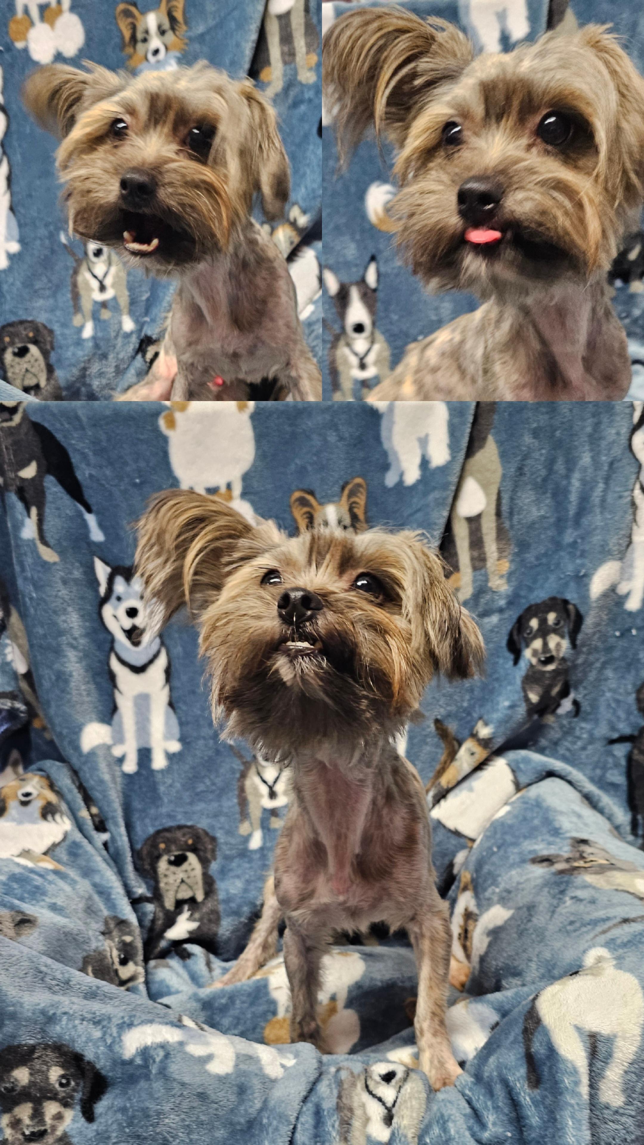Hampton, an adoptable Yorkshire Terrier, Havanese in Chesnee, SC, 29323 | Photo Image 2