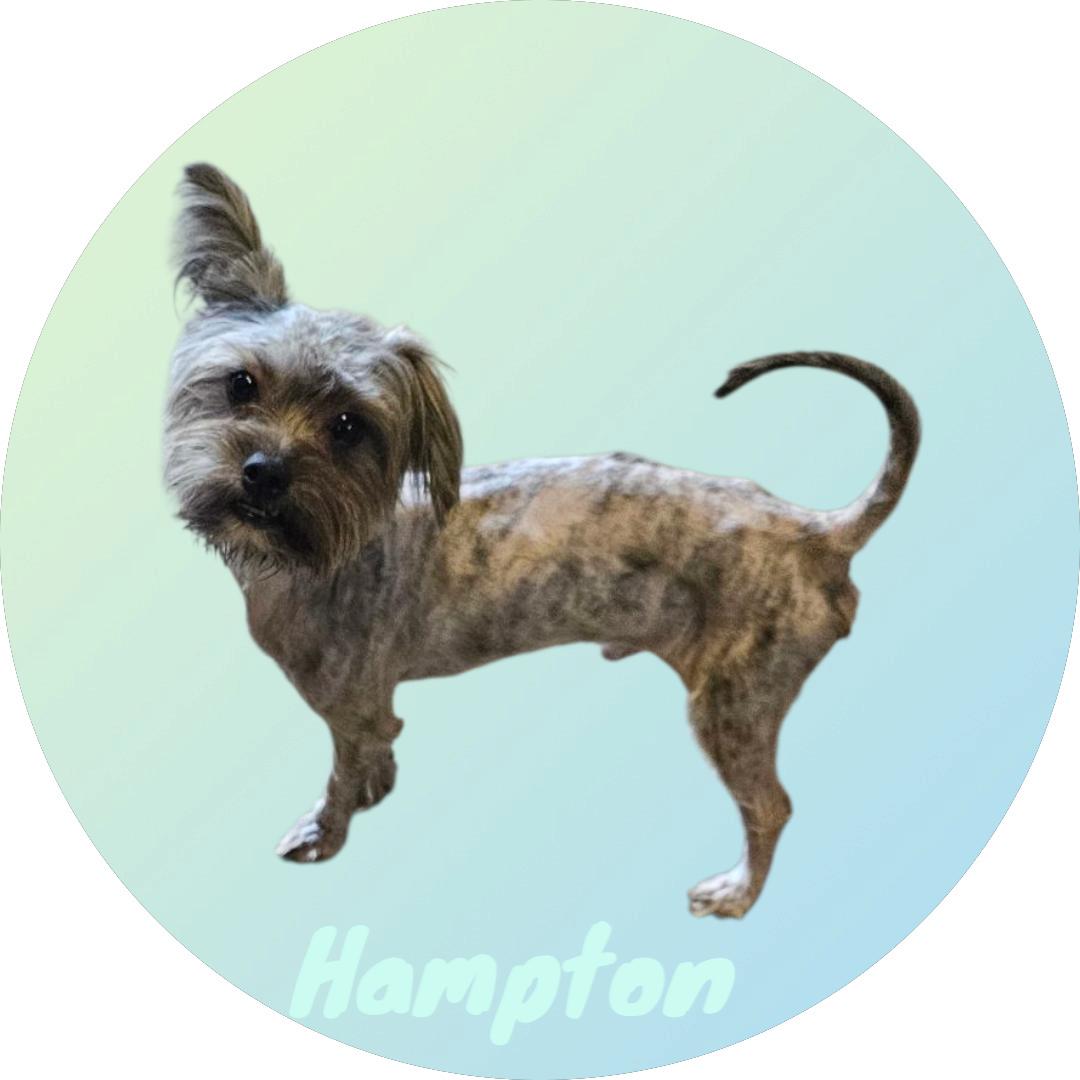 Hampton, an adoptable Yorkshire Terrier, Havanese in Chesnee, SC, 29323 | Photo Image 1