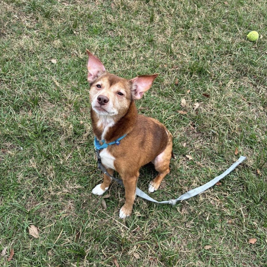 Parmesan — thumbnail 2