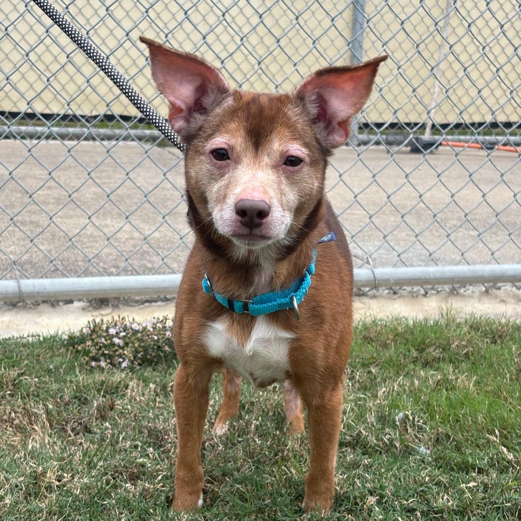 Parmesan — thumbnail 3