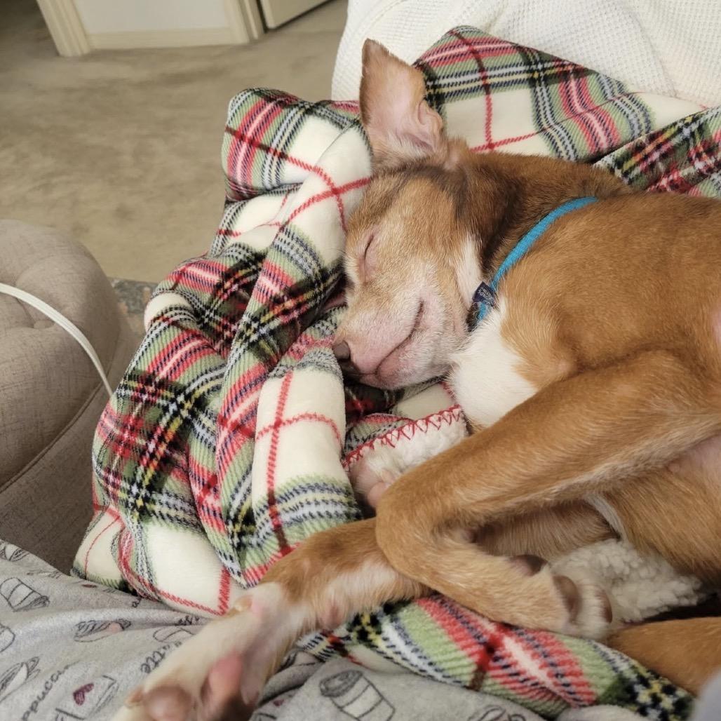 Parmesan — thumbnail 4