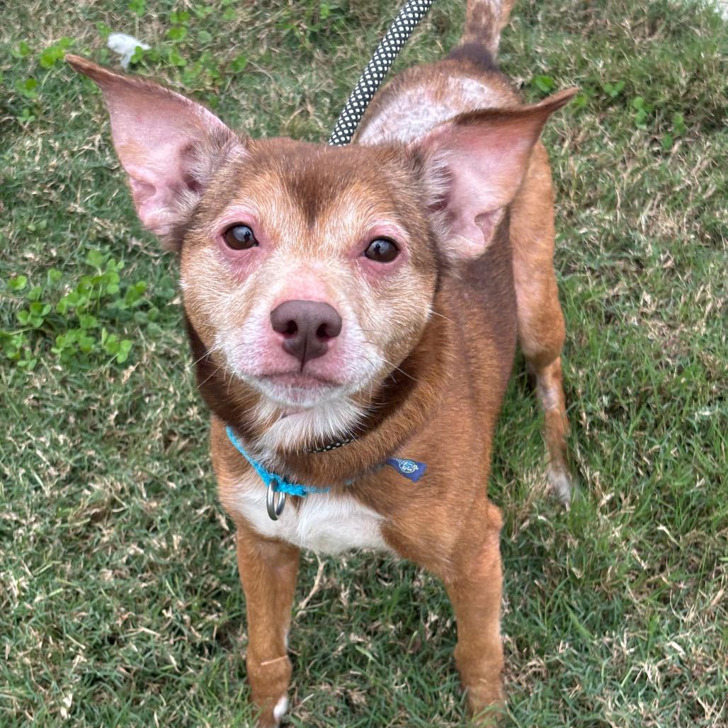 Parmesan — thumbnail 5